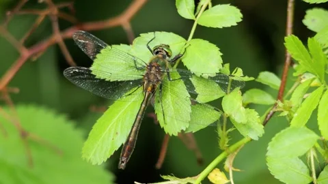 Green dragonfly perching on a leaf Stock Footage 337740926