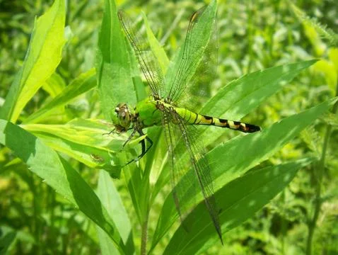 Green dragonfly Stock Photos