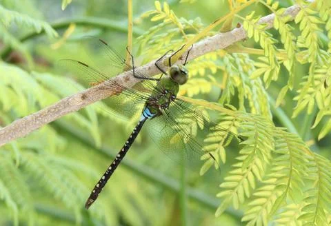 Green dragonfly Stock Photos