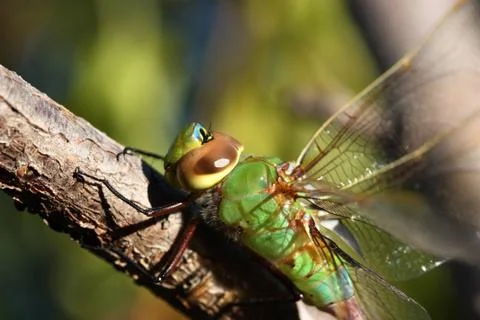 Green Dragonfly Stock Photos