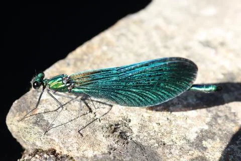 Green dragonfly Stock Photos