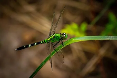 Green Dragonfly 库存照片