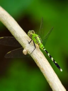 Green Dragonfly Stock Photos