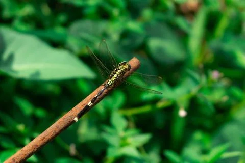 A green dragonfly Stock Photos
