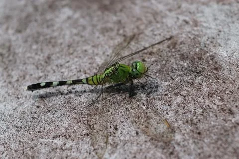 Green dragonfly resting on a surface Stock Photos