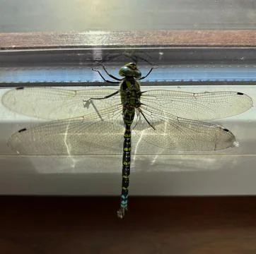Green dragonfly resting on a window with transparent wings. Stock Photos
