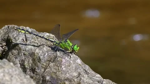 Green Dragonfly River Rock. Stock Footage 306335579