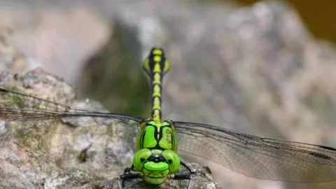 Green Dragonfly on Rock Closeup. Stock Footage 306335594