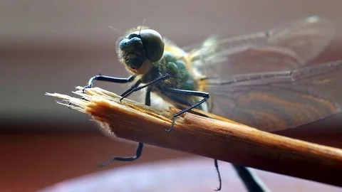 Green dragonfly sits on a stick. Stock Footage 82965284