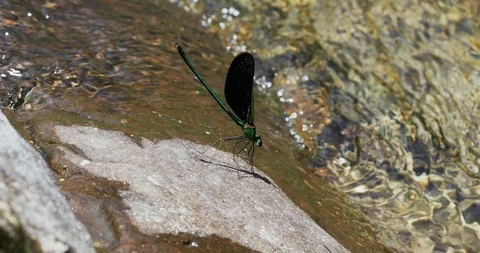 A green dragonfly sits on a stone Stock Footage 116814528