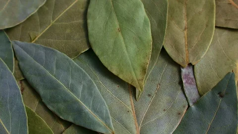 Green dried bay leaves circle rotation close up top view 스톡 동영상 244302244