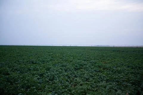 Green drills or rows of potatoes growing at a plantation in Brazil. The plant Stock Photos