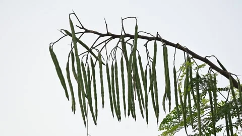 Green drumstick pods or moringa oleifera hanging from a Moringa tree. Stock Footage 344916390