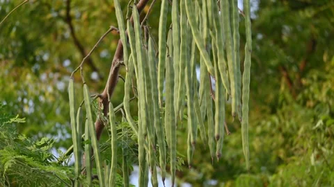 Green drumstick pods or moringa oleifera hanging from a Moringa tree. Stock Footage 344916405