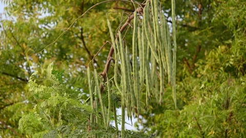 Green drumstick pods or moringa oleifera hanging from a Moringa tree. Stock Footage 344916410
