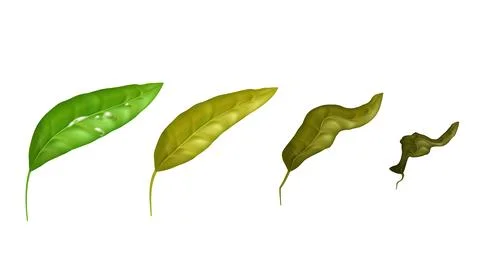 Green to dry gradation of tea leaves. Vector illustration set of organic he.. 库存插图