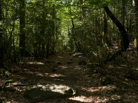 Green dry-leafed path between trees Foto stock