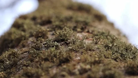 Green dry moss grows on an old tree in national park. Macro shooting Video stock 170021181