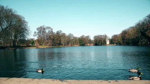 Green Ducks Stock Footage 116409823