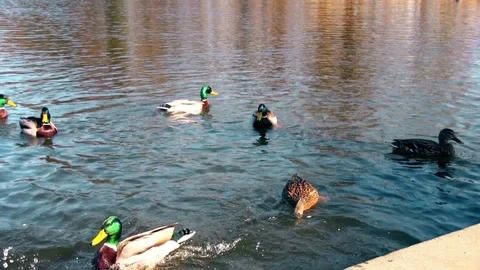 Green Ducks Stock Footage 116410322