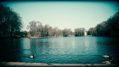 Green Ducks Stock Footage 116410391