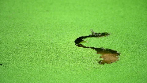 Green Duckweed on Lake Surface Stock Footage 249213028