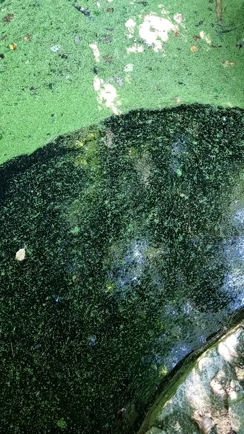 Green Duckweed Layer Floating on Calm Forest Water Spring Vídeo Stock 344345692