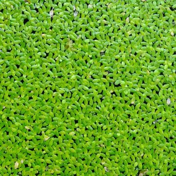 Green duckweed pattern and texture. Foto stock