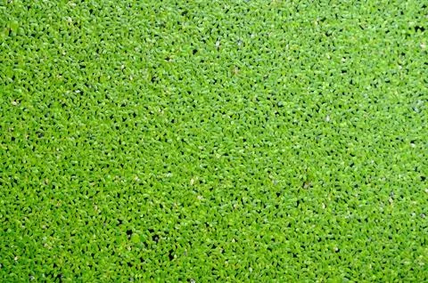 Green duckweed pattern and texture. Stock Photos