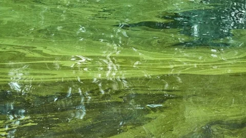 Green duckweed on the surface of the old bog. Summer weather. Stock Footage 156826190