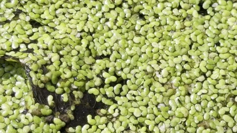 Green duckweed surface texture close up Stock Footage 341834183