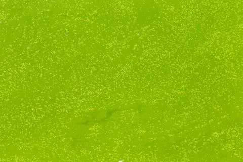 Green duckweed texture Foto stock