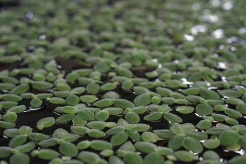 Green duckweed texture Stock Photos