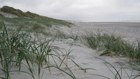 Green dune grass on the beach Stock Footage 97380046
