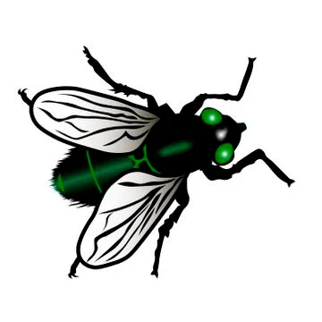 Green dung fly イラスト素材