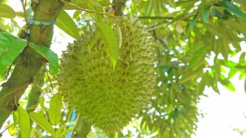 Green durian fruit hanging on tree branch. Stock Footage 340719879
