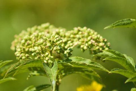 Green dwarf elder buds closeup view with green blurred background Stock-Fotos