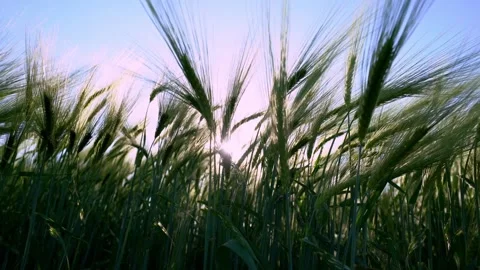 Green ear of barley in the meadow. Stock Footage 309682010