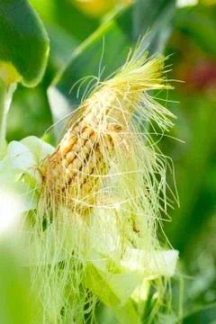 Green ear of corn in a corn field. Stock Photos