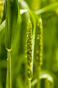 Green ear of corn Stock Photos