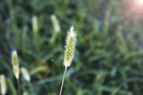 Green ear of grass Stock Photos