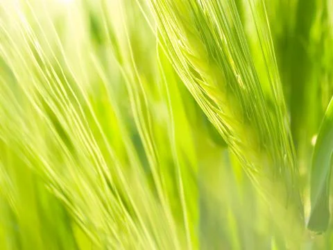 Green ear. Stock Photos