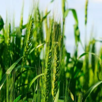 Green ear Stock Photos