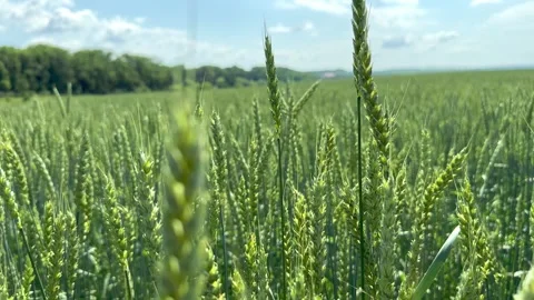 A green ear ripens in the field Stock Footage 245097268