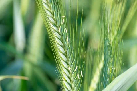 Green ear of rye in a field, close-up. Agricultural crop. Stock Photos