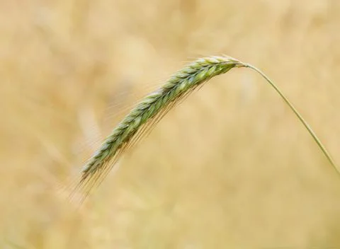 Green ear of rye Stock Photos
