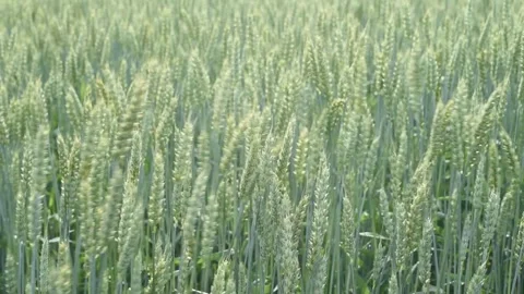 Green ear of rye, wheat, barley swaying in the wind Stock Footage 263673041
