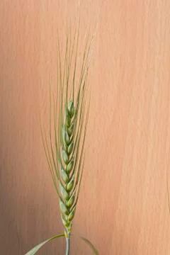 Green ear of wheat Foto stock