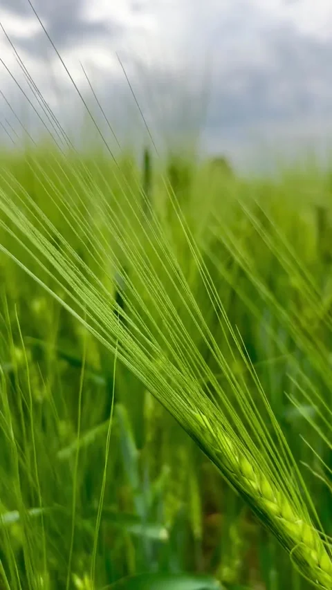 Green ears of barley Stock Footage 196822495