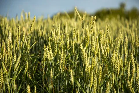 Green Ears Of Bread In The Field Stock Photos